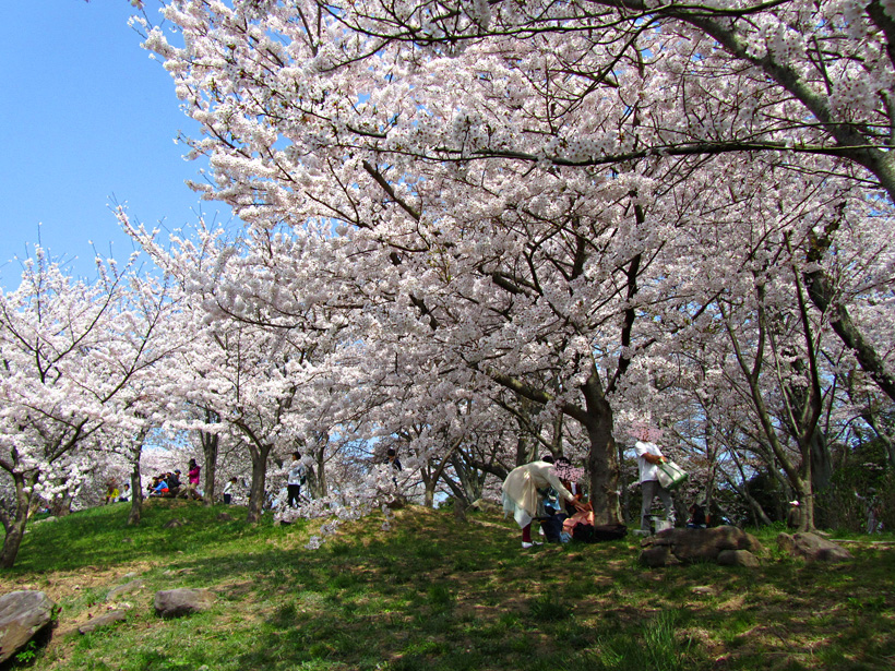 桜の下で花見