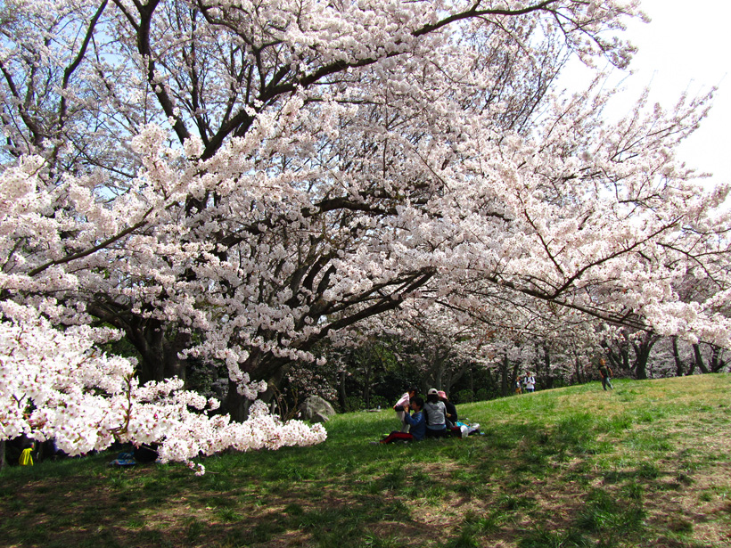 桜の下で花見