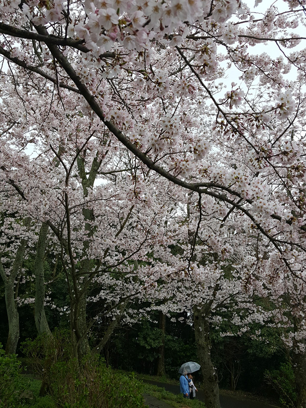 小雨と桜