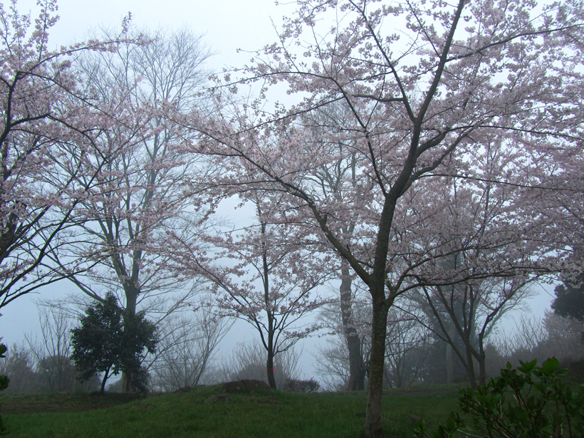 霞みと桜