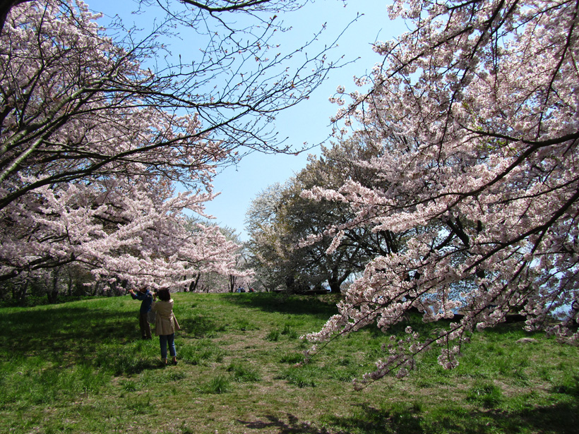 地面に付きそな桜の枝