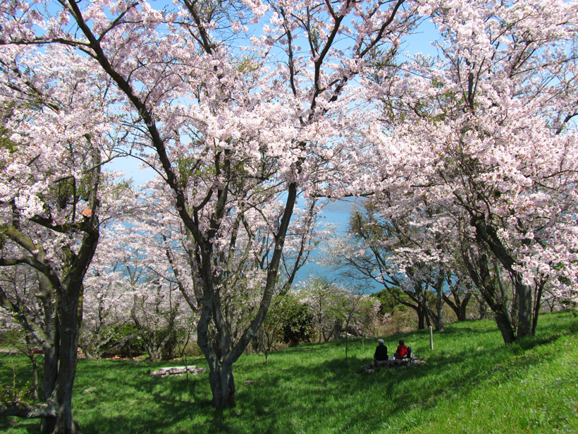 満開の桜とピクニック