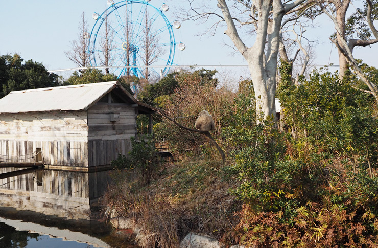 ハヌマンラングール