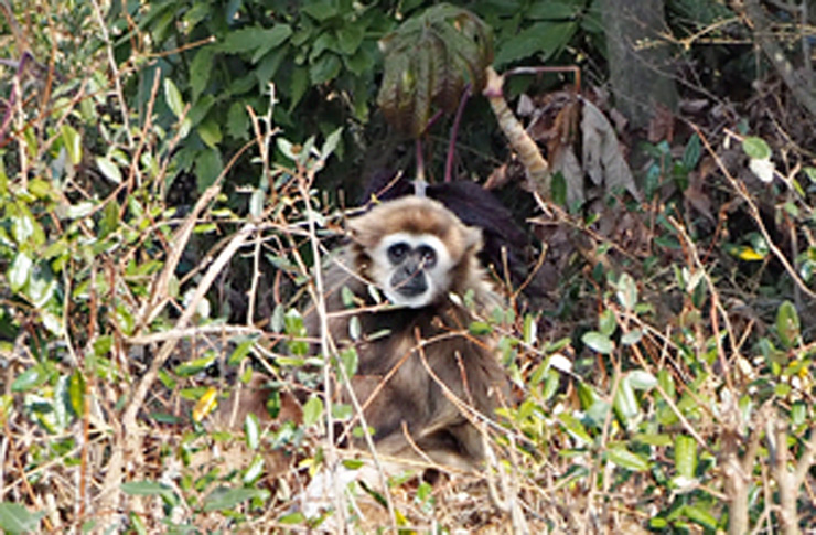 可愛い目でこちらを見るシロテナガザル