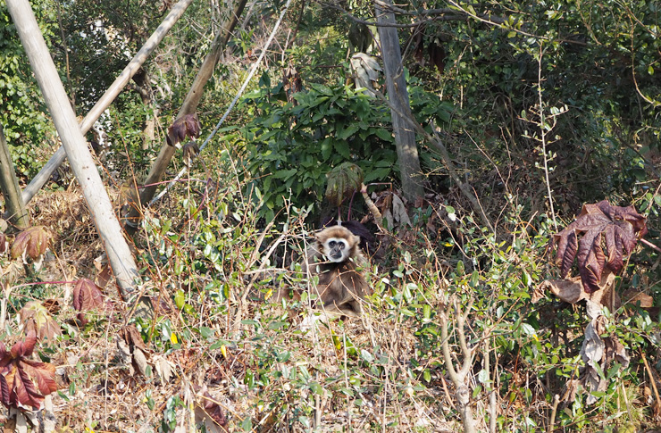 こちらを見るシロテナガザル