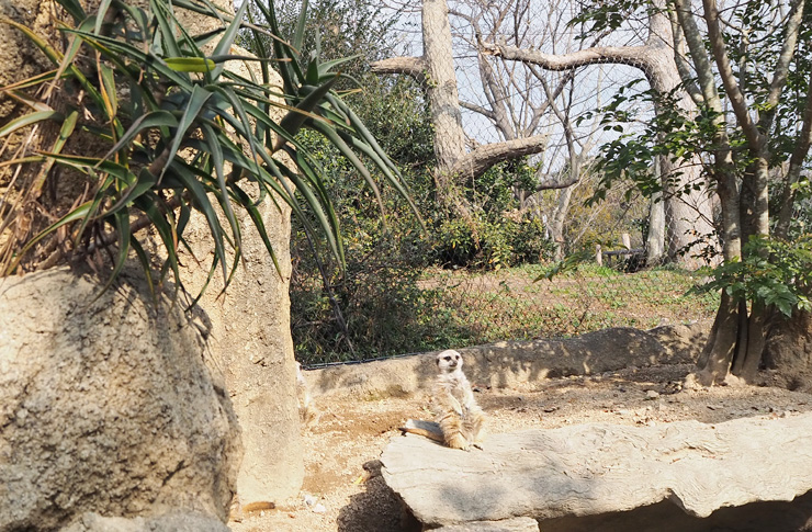 ミーアキャット