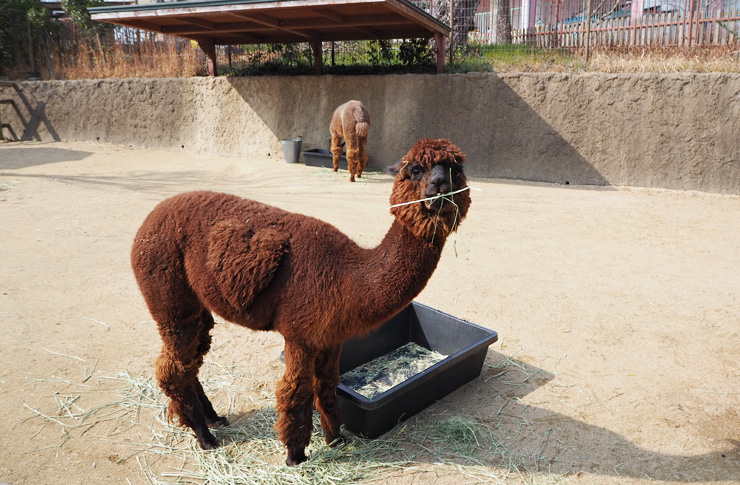 アルパカ